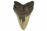 Fossil Megalodon Tooth - Huge NC Meg #298823-1